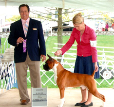 AKC Boxer Stud