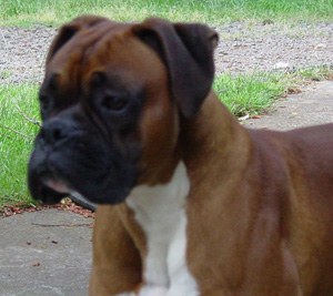 Boxers