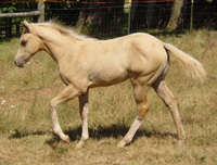 Sun Tan Party foal